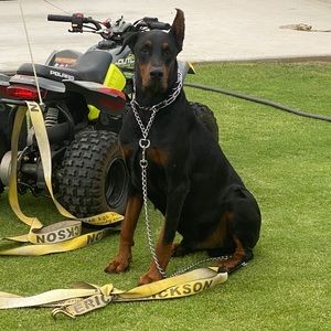 Meet your Posher, Jesus